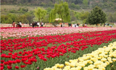 Kashmir Bliss Escapes