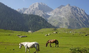 Kashmir honeymoon