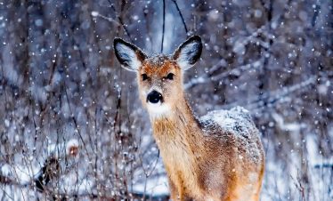 Long weekend getaways Himachal tour