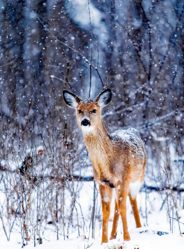 Long weekend getaways Himachal tour